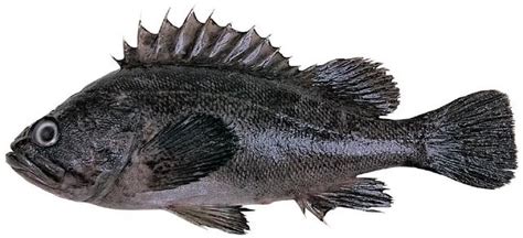 黑條魚